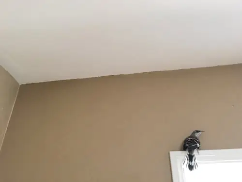 Wall & Ceiling Texture